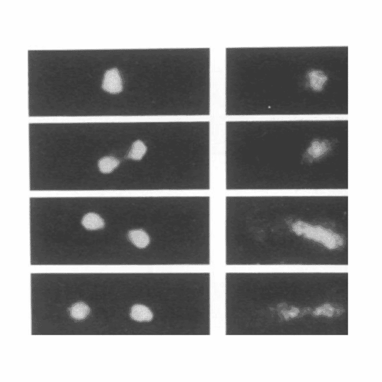 Localization of the dis3+ gene product by immunofluorescence microscopy. S. pombe cells were fixed and prepared for immunofluorescence microscopy with anti-dis3 antibodies. Left, DAPI stain for chromosomal DNA. Right, anti-Dis3 antibody stain (ref.1).