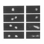 Localization of the dis3+ gene product by immunofluorescence microscopy. S. pombe cells were fixed and prepared for immunofluorescence microscopy with anti-dis3 antibodies. Left, DAPI stain for chromosomal DNA. Right, anti-Dis3 antibody stain (ref.1).