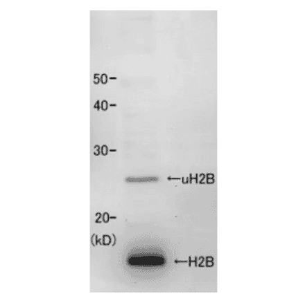 Identification of histone H2B in the crude extract of fission yeast S. pombe with this anti body. 