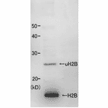 Identification of histone H2B in the crude extract of fission yeast S. pombe with this anti body. 