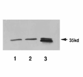 Identification of Pad1 protein in crude extracts by anti-Pad1 antiserum