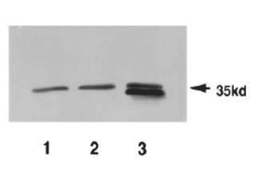Identification of Pad1 protein in crude extracts by anti-Pad1 antiserum