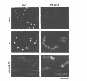 Cellular location of Ppa1 and Ppa2