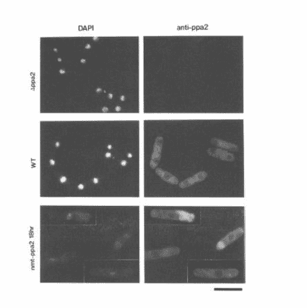 Cellular location of Ppa1 and Ppa2