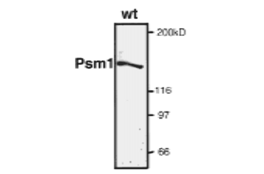 Detection of endogenous level of Psm1 protein by western blotting.
