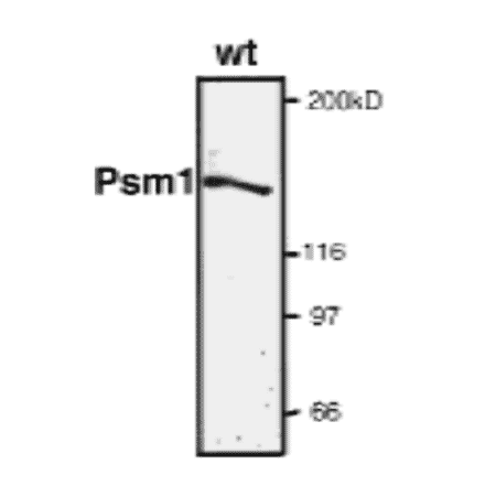 Detection of endogenous level of Psm1 protein by western blotting.