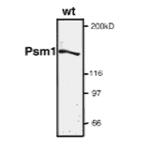 Detection of endogenous level of Psm1 protein by western blotting.