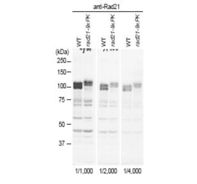 Identification of Rad21 protein in crude extract of S. pombe with anti-Rad21 antibody