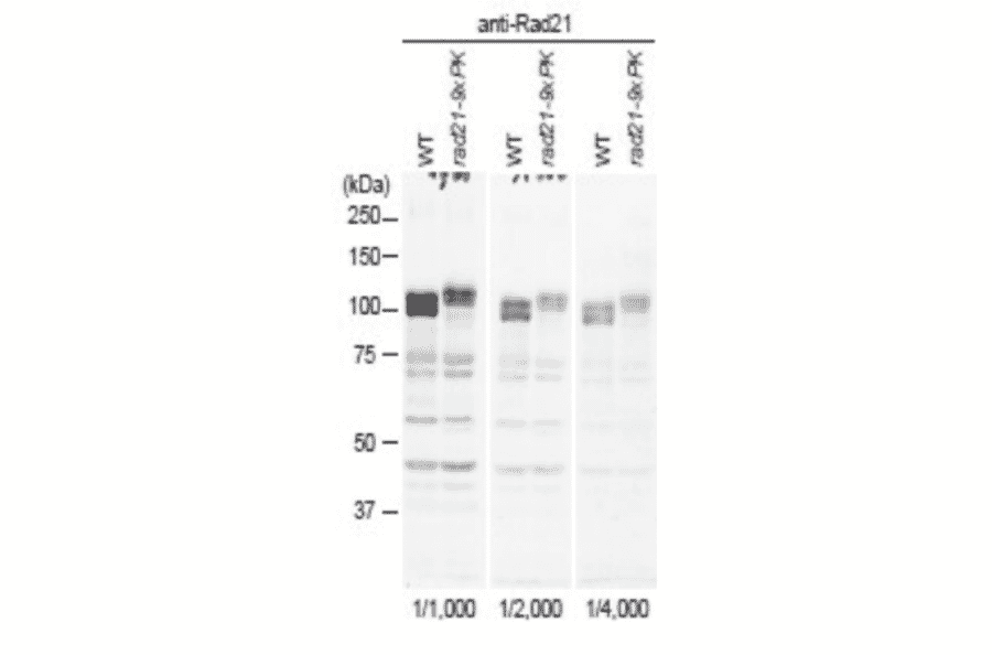 Identification of Rad21 protein in crude extract of S. pombe with anti-Rad21 antibody