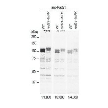 Identification of Rad21 protein in crude extract of S. pombe with anti-Rad21 antibody