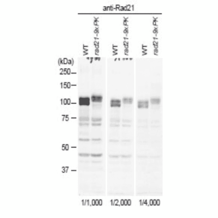 Identification of Rad21 protein in crude extract of S. pombe with anti-Rad21 antibody