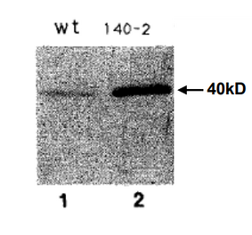 Immunoblot with anti-Sds22 antiserum of yeast extracts from (1) wild type strain HM123, (2) sds::ura4+ deletion mutant carrying pHR140-2 (ref.2).