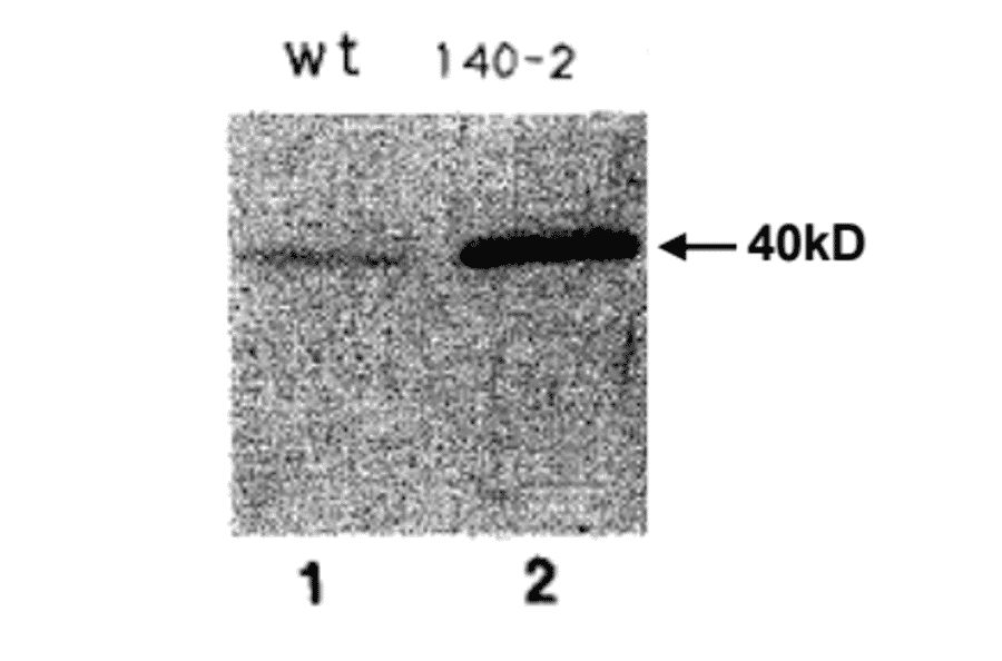 Immunoblot with anti-Sds22 antiserum of yeast extracts from (1) wild type strain HM123, (2) sds::ura4+ deletion mutant carrying pHR140-2 (ref.2).