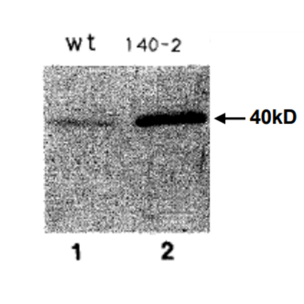 Immunoblot with anti-Sds22 antiserum of yeast extracts from (1) wild type strain HM123, (2) sds::ura4+ deletion mutant carrying pHR140-2 (ref.2).