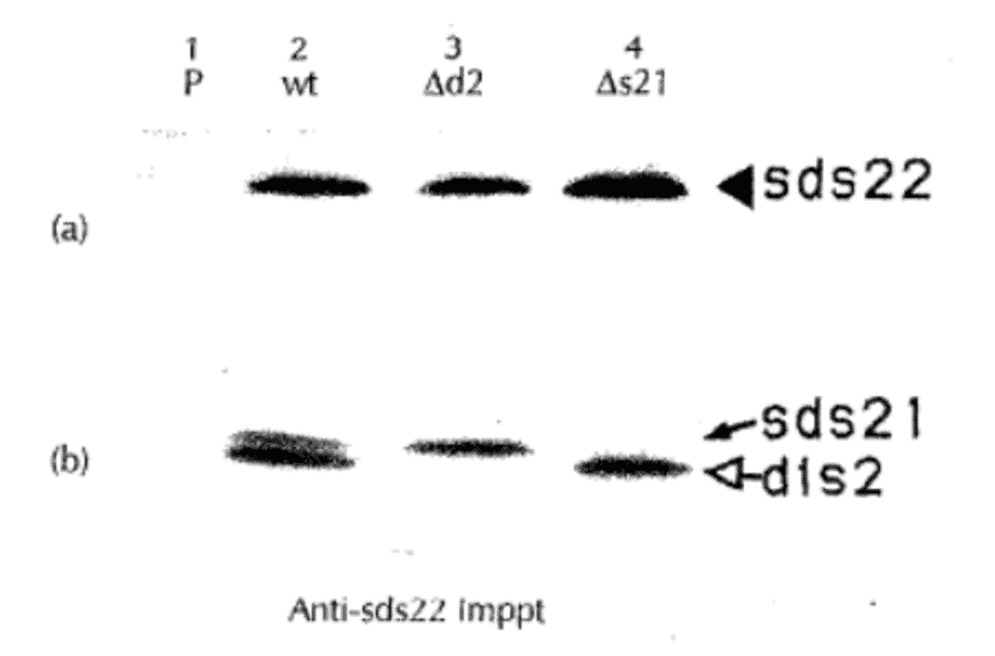 Sds22 coprecipitates with Dis2 and Sds21 (ref.2).