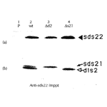 Sds22 coprecipitates with Dis2 and Sds21 (ref.2).