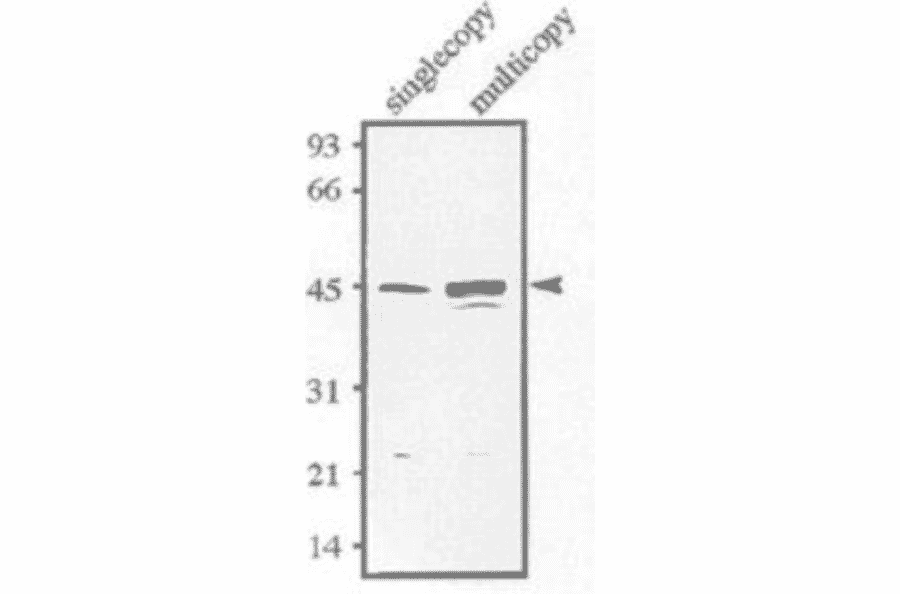 dentification of Sds23 protein.