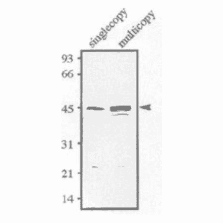 dentification of Sds23 protein.