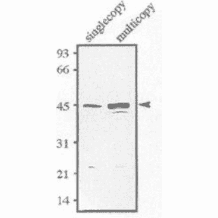 dentification of Sds23 protein.