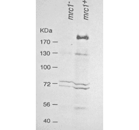 Western blot analysis of Mrc1 in the whole cell extracts. Lane 1: mrc- strain Lane 2: Wild type strain