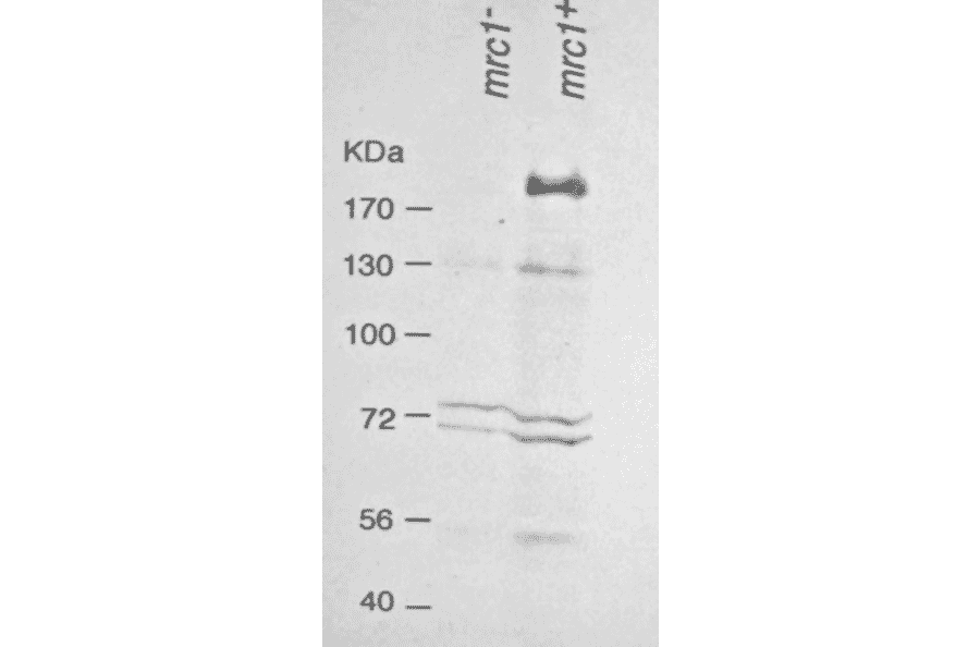 Anti-Mrc1 Antibody (A316) | Antibodies.com