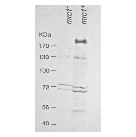 Western blot analysis of Mrc1 in the whole cell extracts. Lane 1: mrc- strain Lane 2: Wild type strain