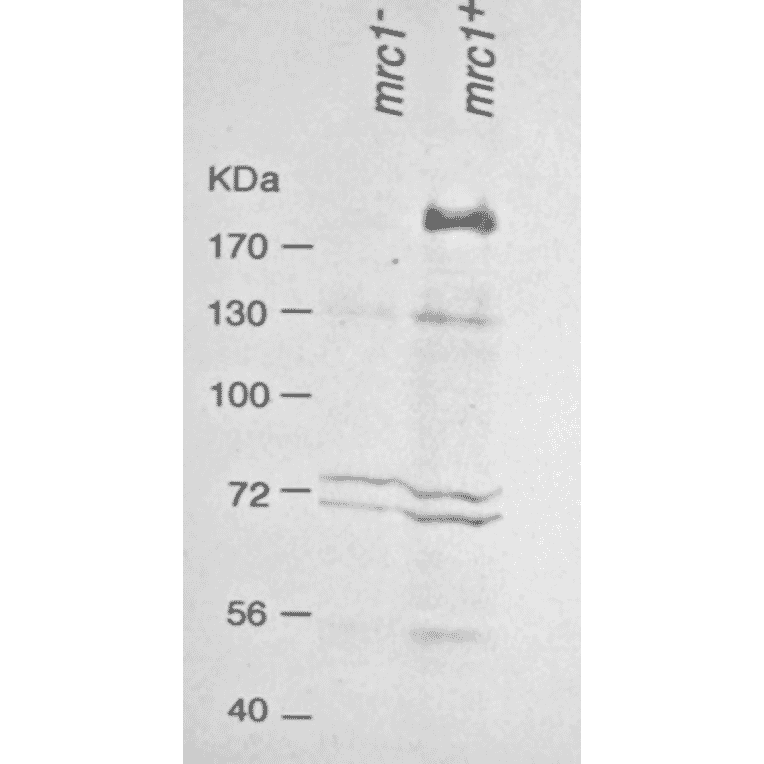 Western blot analysis of Mrc1 in the whole cell extracts. Lane 1: mrc- strain Lane 2: Wild type strain