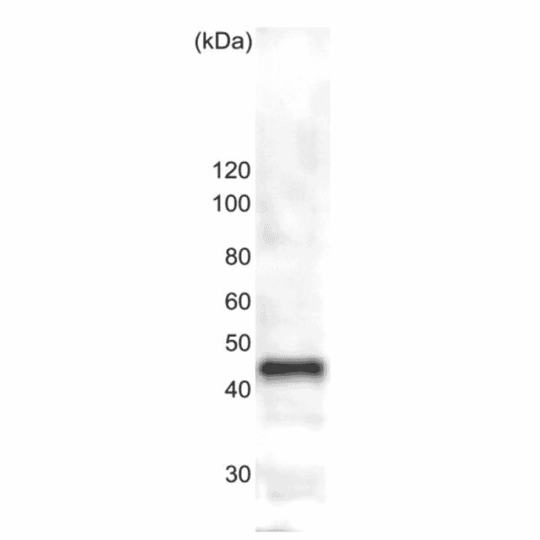Western blot analysis of ßtubulin in the whole cell extracts of S. pombe (10?g). Ant-? tublin antibody: 1,000 fold dilution