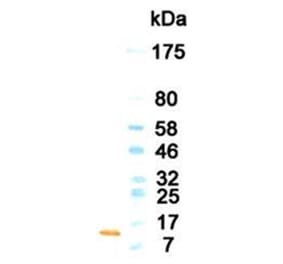 Western Blot - Anti-GM-CSF Antibody (HRP) (010701G03H) - Antibodies.com