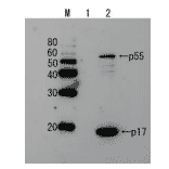 Detection of HIV-1 p17 and its p55 precursor protein by Western blotting using the anti-p17 antibody.