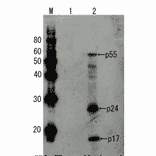 Detection of HIV-1 p55 by Western blotting using the anti-p55 antibody.