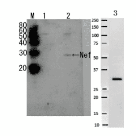 Detection of HIV-1 and HUV-2 Nef by Western blotting