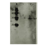 Detection of HIV-1 Nef by Western blotting