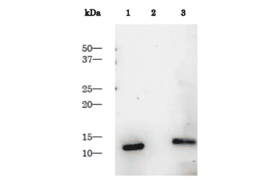 Detection of HIV-1 proteinase in the extract of HIV-1 infected cells by Western blotting using anti-HIV-1 protease antibody.