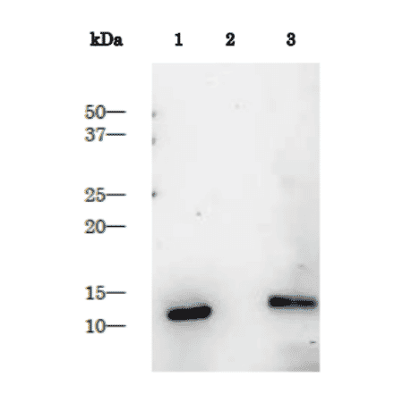 Detection of HIV-1 proteinase in the extract of HIV-1 infected cells by Western blotting using anti-HIV-1 protease antibody.