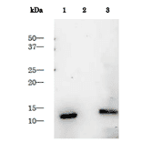 Detection of HIV-1 proteinase in the extract of HIV-1 infected cells by Western blotting using anti-HIV-1 protease antibody.