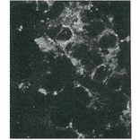 Detection of HCV core protein by immunofluorescence antibody staining. Chimp liver cells were infected with recombinant vaccinia virus containing a HCV genome cDNA. After incubation for 48 hr, the cells were fixed with acetone and HCV core protein was detected by indirect immunofluorescence staining using this antibody.