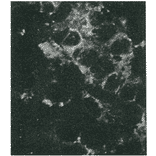Detection of HCV NS4a protein by immunofluorescence antibody staining. Chimp liver cells were infected with recombinant vaccinia virus containing a HCV genome cDNA. After incubation for 48 hr, the cells were fixed with acetone and HCV NS4a protein was detected by indirect immunofluorescence staining using this antibody. 