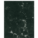 Detection of HCV NS5b protein by immunofluorescence antibody staining. 