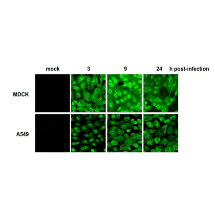 Immunofluorescence assay of MDCK cells derived from canine kidney cells, and A549 cells derived from human lung carcinoma cells, that were infected with H1N1 influenza virus (A/PuertoRico/8/34). Samples were taken at 3, 9, and 24 hours post-infection. C43 antibody efficiently detected virus-infected MDCK and A549 cells as early as 3 h after infection. The cells were fixed with 4% paraformaldehyde in phosphate-buffered saline (PBS) and permeabilized with 0.1% 0.1% Triton X-100 in PBS. The bound antibody was visualized by a further reaction with an Alexa Fluor 488-conjugated secondary antibody