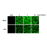 Immunofluorescence assay of MDCK cells derived from canine kidney cells, and A549 cells derived from human lung carcinoma cells, that were infected with H1N1 influenza virus (A/PuertoRico/8/34). Samples were taken at 3, 9, and 24 hours post-infection. C43 antibody efficiently detected virus-infected MDCK and A549 cells as early as 3 h after infection. The cells were fixed with 4% paraformaldehyde in phosphate-buffered saline (PBS) and permeabilized with 0.1% 0.1% Triton X-100 in PBS. The bound antibody was visualized by a further reaction with an Alexa Fluor 488-conjugated secondary antibody