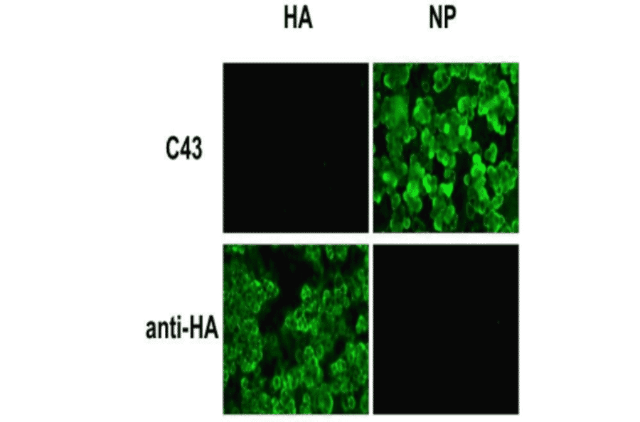 Immunofluorescence assay of 293T cells expressing HA or NP of pandemic (H1N1) 2009 influenza A virus (A/Suita/1/2009). C43 specifically recognized NP-expressing cells while a commercially available mouse anti-HA monoclonal antibody specifically recognized HA