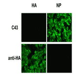 Immunofluorescence assay of 293T cells expressing HA or NP of pandemic (H1N1) 2009 influenza A virus (A/Suita/1/2009). C43 specifically recognized NP-expressing cells while a commercially available mouse anti-HA monoclonal antibody specifically recognized HA