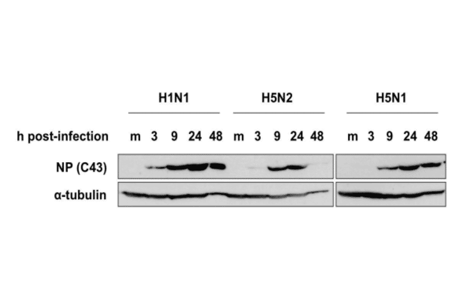 Western blotting of MDCK cells infected with H1N1 (A/PuertoRico/8/34), H5N1 (A/duck/HK/342/78), or H5N2 (A/crow/Kyoto/53/04) using C43 as a primary antibody. Samples were collected at 3, 9, 24, and 48 hours post-infection. C43 detected NP after 3 hours post-infection and detected three different types of influenza viruses.
