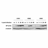 Western blotting of MDCK cells infected with H1N1 (A/PuertoRico/8/34), H5N1 (A/duck/HK/342/78), or H5N2 (A/crow/Kyoto/53/04) using C43 as a primary antibody. Samples were collected at 3, 9, 24, and 48 hours post-infection. C43 detected NP after 3 hours post-infection and detected three different types of influenza viruses.