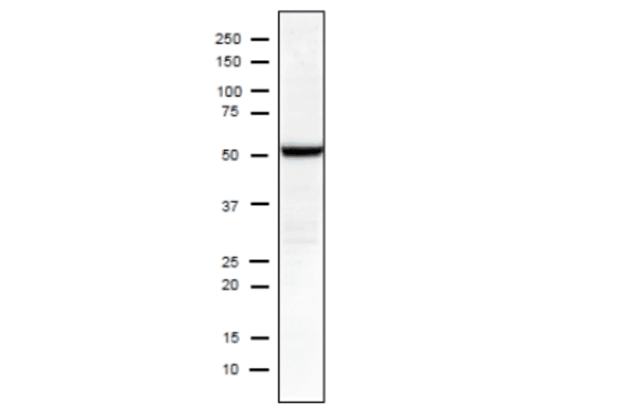 Identificationof Influenza Nucleoprotein in crude extract of MDCK cells infected with Influenza A virus (H1N1) PuertoRico/8/34 using C43 mnoclonal antibody. 10-20% gradient gel Blotting 15v, 30min (semi-dry) blocking over night, 4? 1st antibody 1/1000 dilution 2nd antibody 1/10,000 dilution; rabbit polyclonal secodary antibody to mouse IgG- H & L (HRP) (ab97046; abcam). Positions of molecular size markers are shown in kDa on the left. NP size is 56 kDa according to Swiss-Prot.
