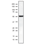 Identificationof Influenza Nucleoprotein in crude extract of MDCK cells infected with Influenza A virus (H1N1) PuertoRico/8/34 using C43 mnoclonal antibody. 10-20% gradient gel Blotting 15v, 30min (semi-dry) blocking over night, 4? 1st antibody 1/1000 dilution 2nd antibody 1/10,000 dilution; rabbit polyclonal secodary antibody to mouse IgG- H & L (HRP) (ab97046; abcam). Positions of molecular size markers are shown in kDa on the left. NP size is 56 kDa according to Swiss-Prot.