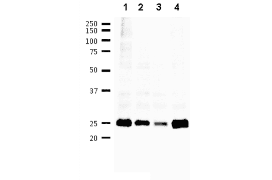 B/Florida/4/2006 2. B/Lee/1940 3. B/Malasia/2506/2004 4. B/Massachusetts/2/2012 First antibody was used at 1/500 dilution and as 2nd antibody, HRP-conjugated goat anti-mouse IgG antibody was used at 1/10,000 dilution. Positions of marker proteins are indicated in kDa on the left.