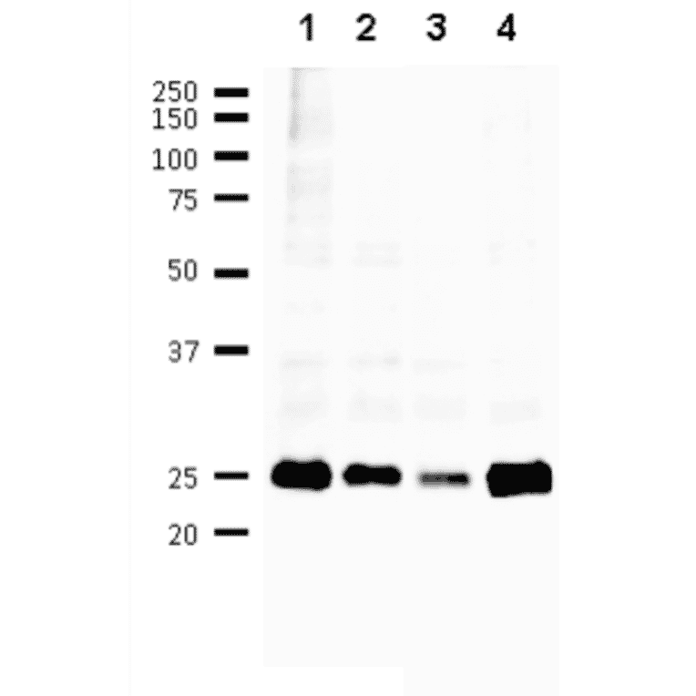 B/Florida/4/2006 2. B/Lee/1940 3. B/Malasia/2506/2004 4. B/Massachusetts/2/2012 First antibody was used at 1/500 dilution and as 2nd antibody, HRP-conjugated goat anti-mouse IgG antibody was used at 1/10,000 dilution. Positions of marker proteins are indicated in kDa on the left.