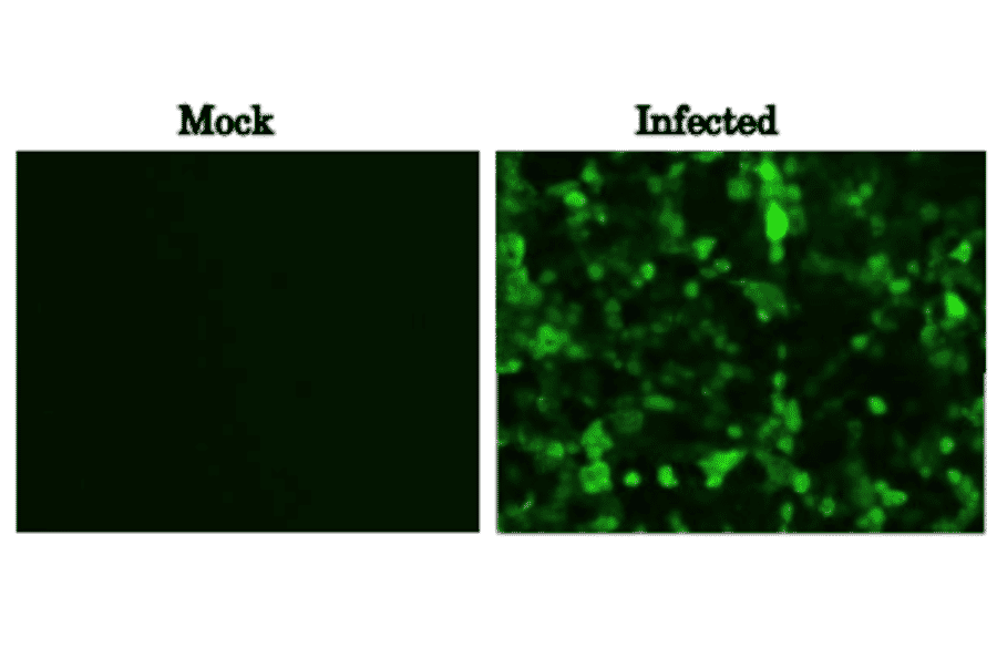 Immunofluorescence assay of MDCK (canine kidney ) cells infected with Influenza B virus, using anti-Influenza B virus M1 antibody (clone 6A11). Anti-Influenza B Virus M1 antibody (clone 6A11) efficiently detected the viruses in the infected MDCK cells with B/Florida/4/2006 virus. The cells were fixed with 4% paraformaldehyde in phosphate-buffered saline (PBS) and permeabilized with 0.1% Triton X-100 in PBS. The antibody (6A11) was used at 1/100 ditlution and the bound antibody was visualized by a further reaction with an Alexa Fluor 488-conjugated secondary antibody (green). Image on the left is a negative control, mock-infected MDCK cells.